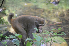 Macaca mulatta