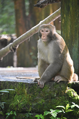 Macaca mulatta