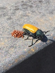 Labidostomis