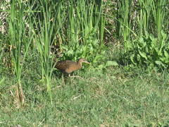 Rallus elegans