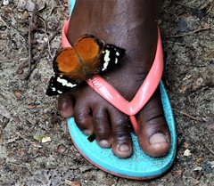 Aterica rabena