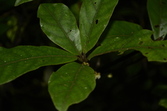 Litsea ghatica
