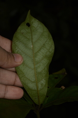 Litsea ghatica