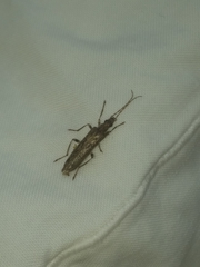 Oedemera marmorata