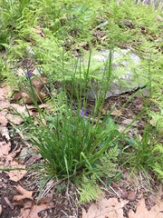 Poa alsodes