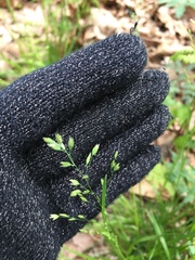 Poa alsodes