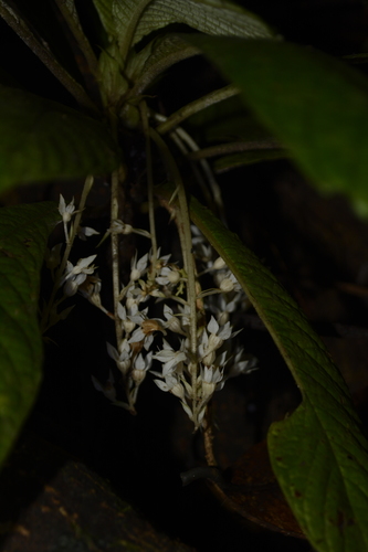 Neurocalyx calycinus observed 2016-10-01