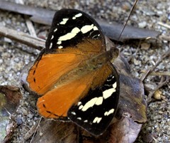 Aterica rabena