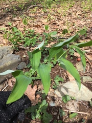 Polygonatum