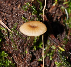 Entoloma rodwayi