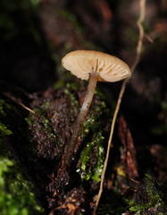 Entoloma rodwayi