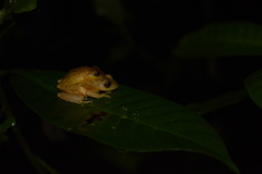 Raorchestes luteolus