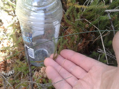 Lateristachys lateralis