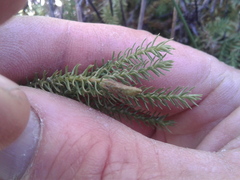 Lateristachys lateralis