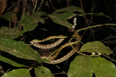 Boiga
