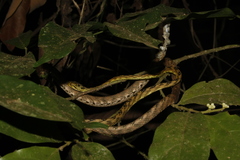 Boiga