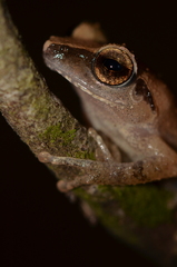 Pseudophilautus