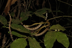 Boiga