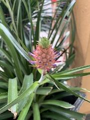 Ananas comosus microstachys