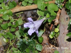 Strobilanthes rankanensis