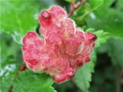 Eriosoma lanuginosum