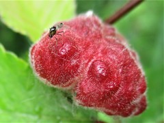 Eriosoma lanuginosum