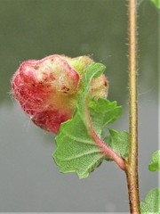 Eriosoma lanuginosum