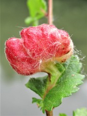 Eriosoma lanuginosum