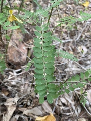 Sophora fraseri
