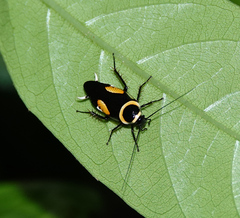 Hemithyrsocera vittata