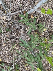 Sophora fraseri