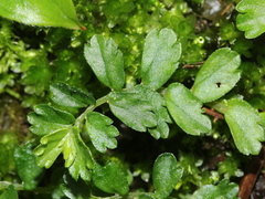 Elatostema obtusum trilobulatum