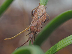 Coriomeris denticulatus
