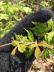 Rubus idaeus idaeus