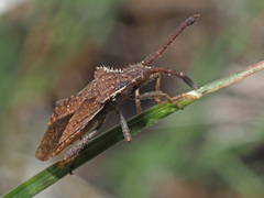 Coriomeris denticulatus
