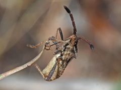 Coriomeris denticulatus