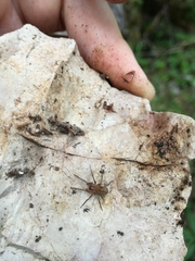 Callobius claustrarius