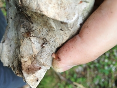 Callobius claustrarius