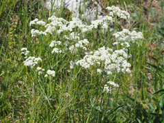Galium glaucum