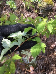 Rubus idaeus idaeus