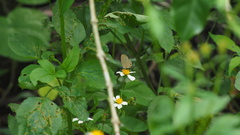 Jamides bochus formosanus