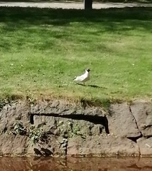 Chroicocephalus ridibundus