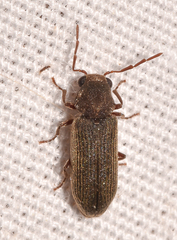 Hemicoelus