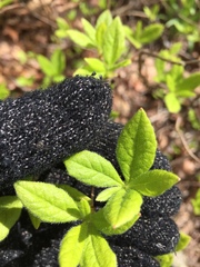 Rhododendron pilosum