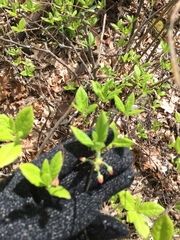Rhododendron pilosum