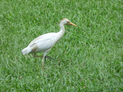 Bubulcus ibis