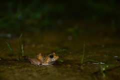 Minervarya rufescens