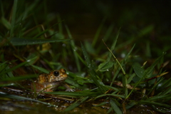 Minervarya rufescens