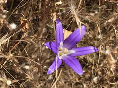 Brodiaea