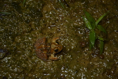 Minervarya rufescens